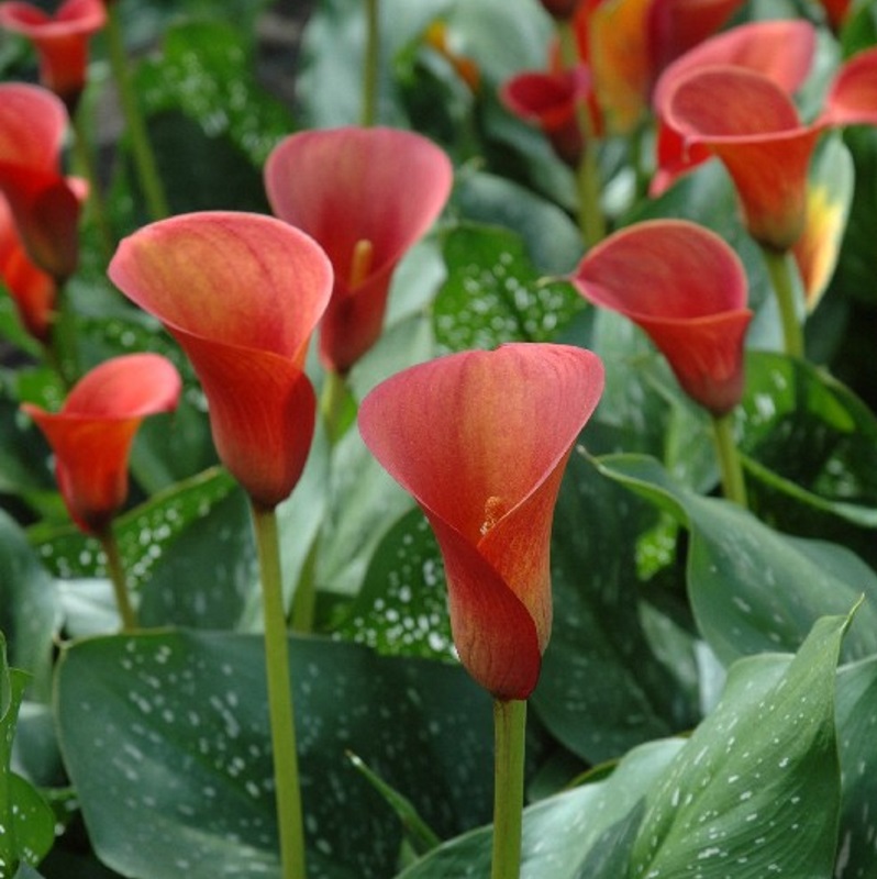 Zanedeschia-Red-Alert