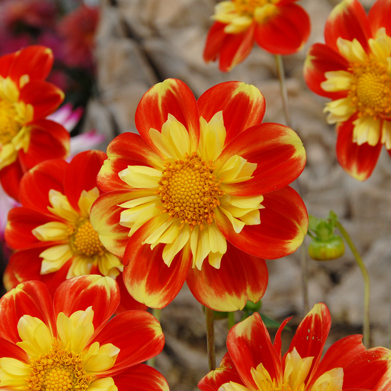 10288-Dahlia-Pooh-Swan-Island-04