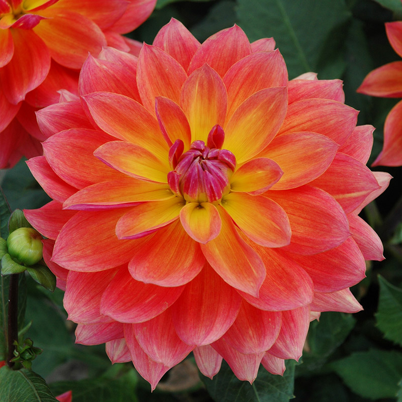 13071-Dahlia-Firepot