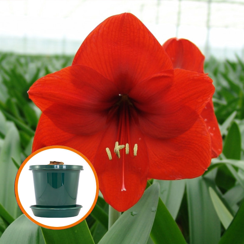 Amaryllis Red Lion in pot and in gift box