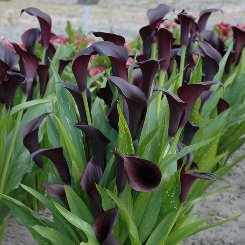 Zantedeschia-Odessa