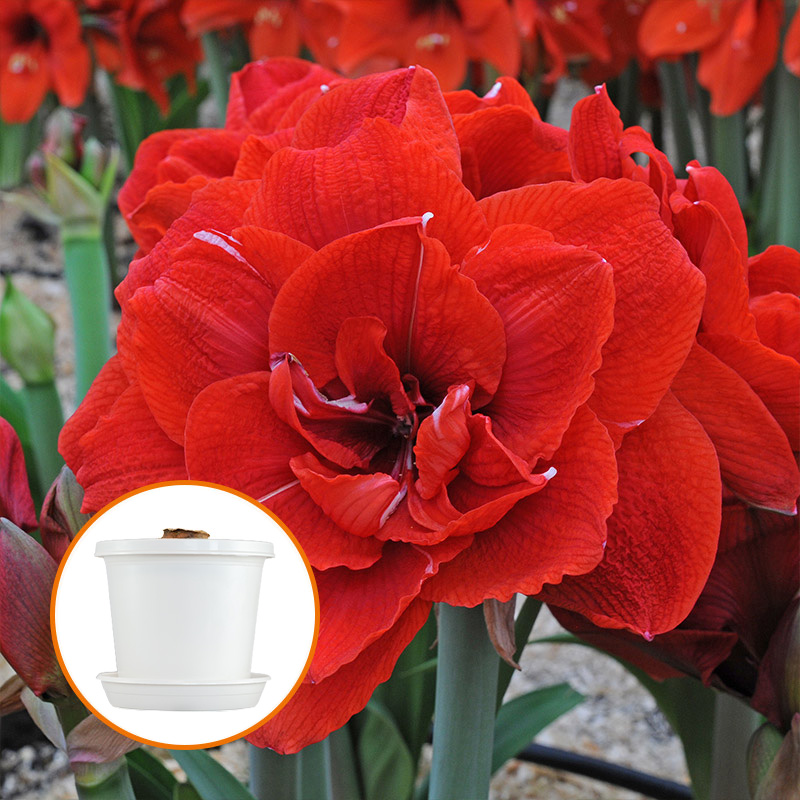 Amaryllis Cherry Nymph on pot and in gift box