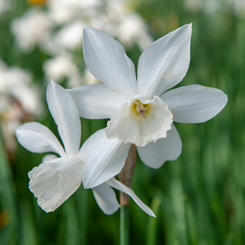 3230-Narcissus-Thalia-02