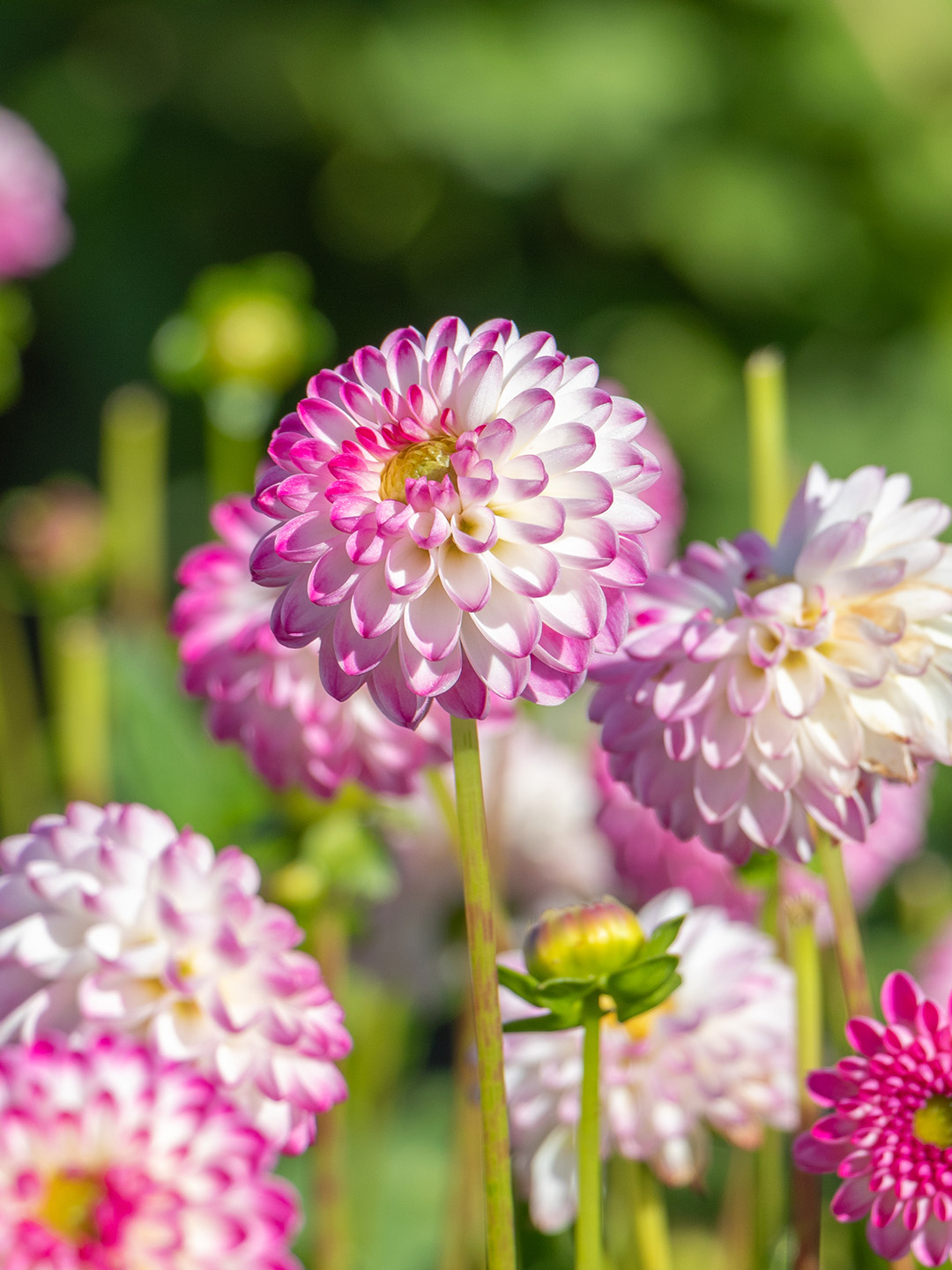 Dahlia Pink Isa®