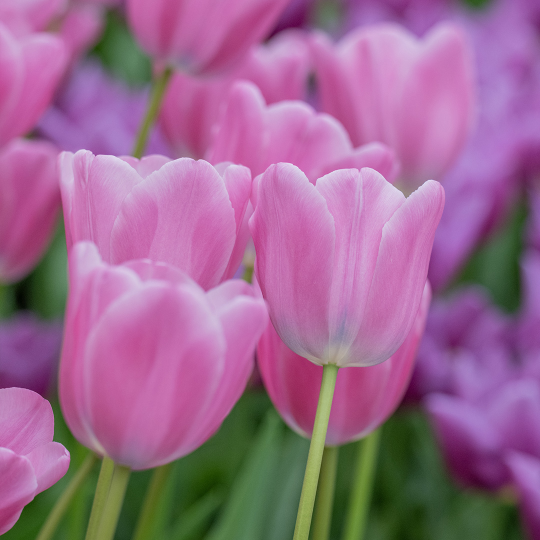 Tulip Lincoln