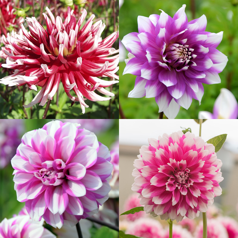 4406020-Dahlia-mix-Exclusive