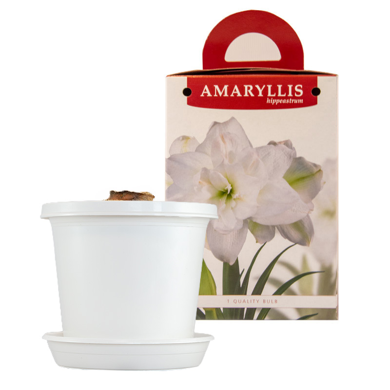 Amaryllis Marilyn® in pot and in gift box