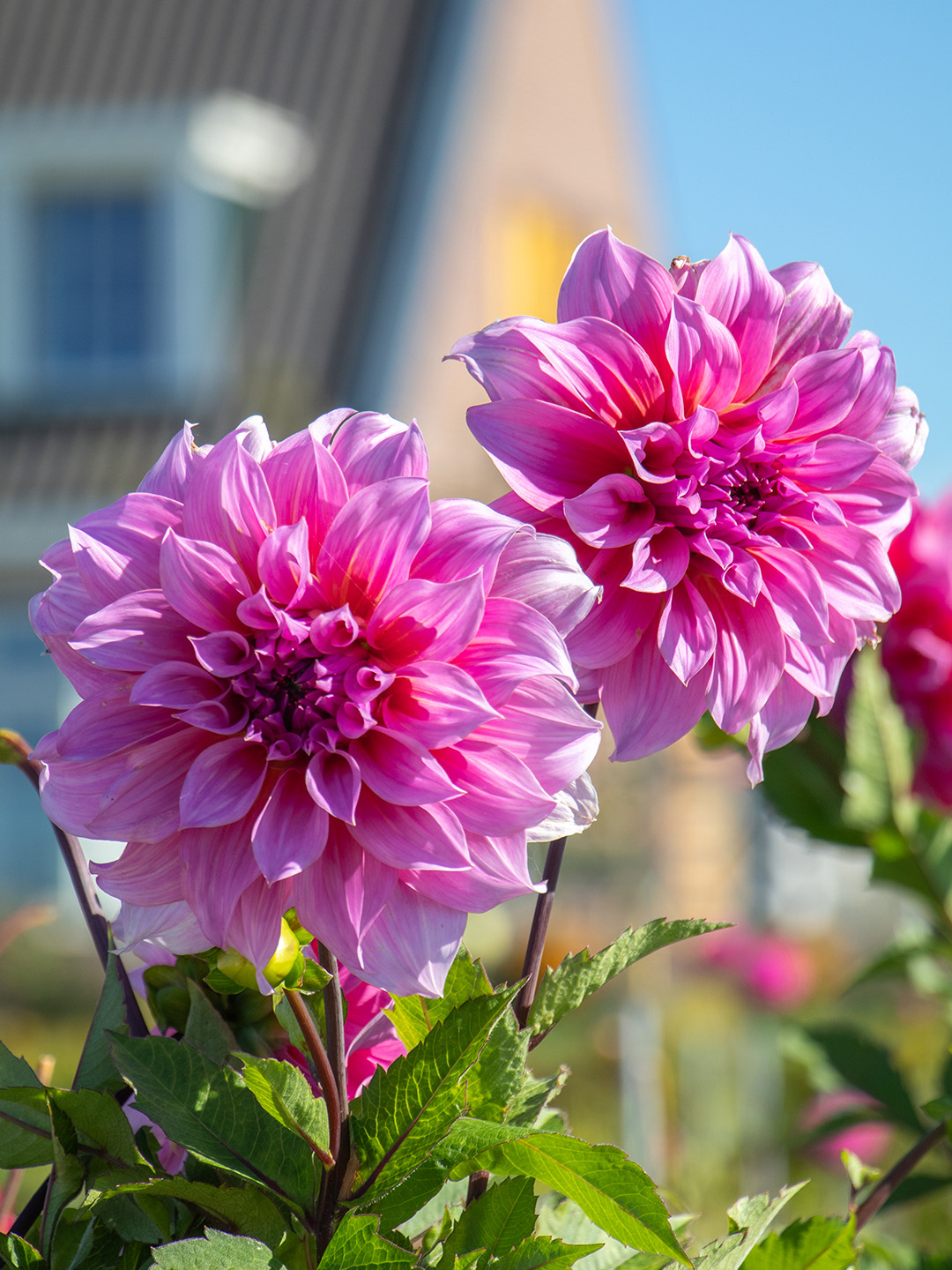 Dahlia-Arthur-Hambley Dahlia Arthur Hambley
