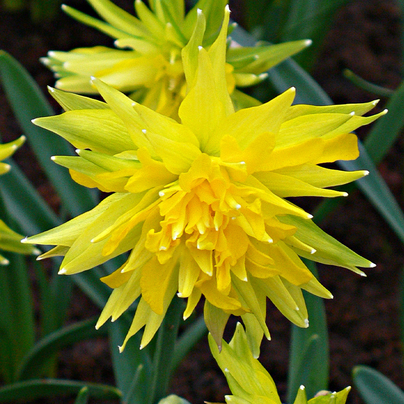 3022-Narcissus-Rip-van-Winkle Daffodil Rip van Winkle