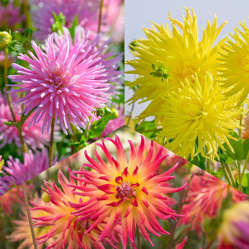 4402050-Cactus-Dahlia-mix-Fireworks Cactus Dahlia Collection „Fireworks”