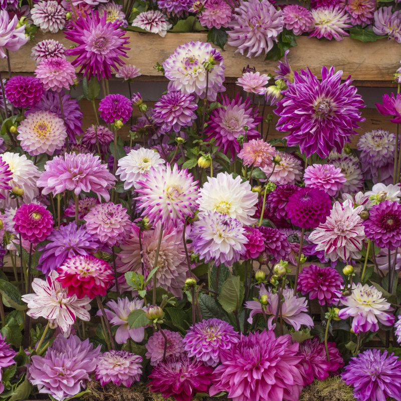 Cerise-Dahlia-mix