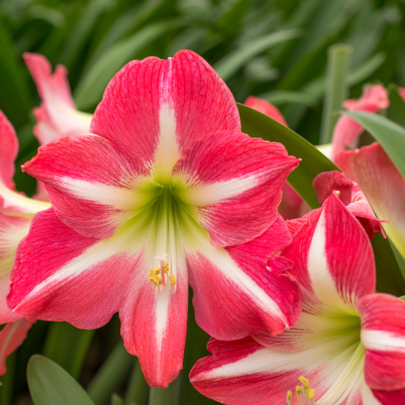 9602-hippeastrum-exposure-01 Amaryllis Exposure