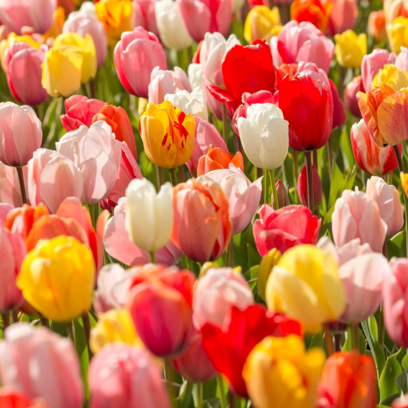 grootverpakking-tulipa-darwin-hybrid-mix XL-Pack Tulip Darwin Hybrid mix