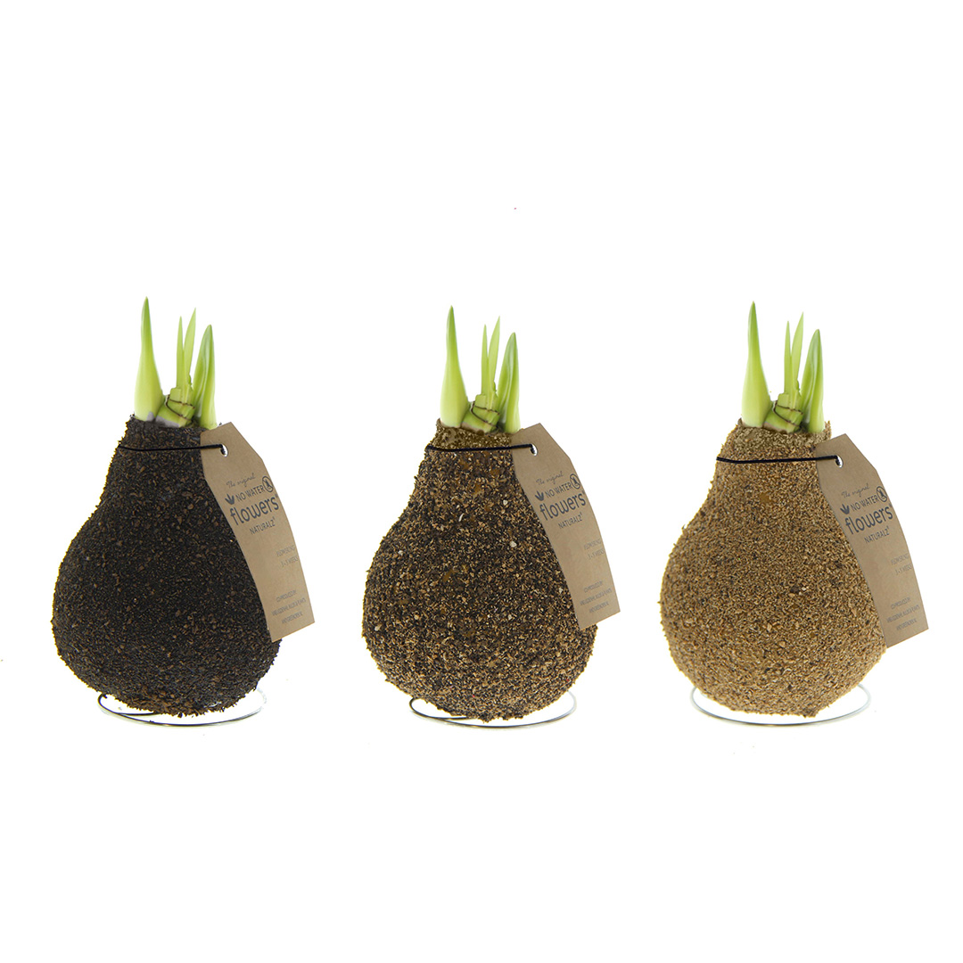 Wax Amaryllis Naturalz Corkz Mix 9001011