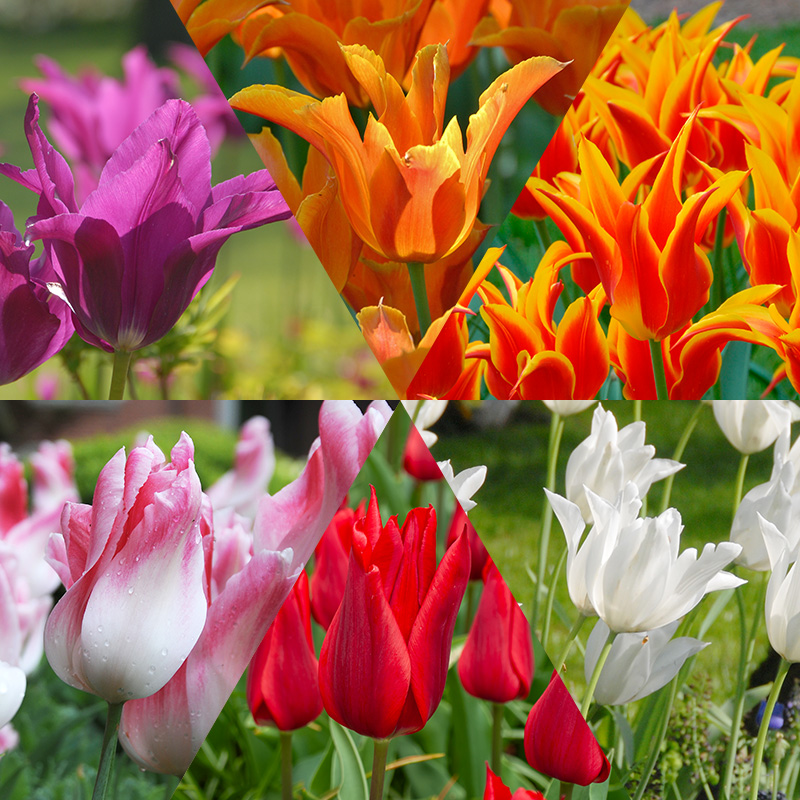 Lily Flowering Tulip Bulb Collection Lily Flowering Tulip Bulb Collection