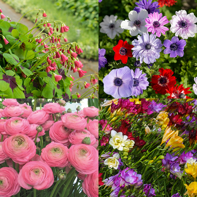 4405013-Bloembollen-Pakket-Vrolijk-gekleurdhaH0Fqs4HEuuA Bulb Collection Happy Colours