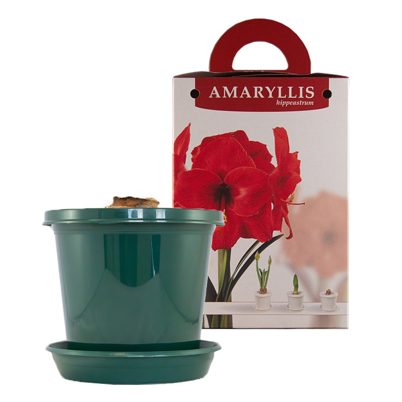 Amaryllis Red Lion in pot and in gift box