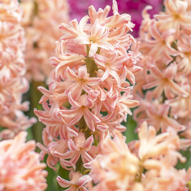 8155 Hyacinth Gipsy Queen