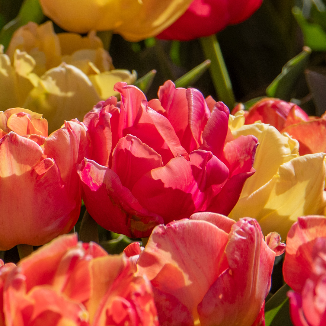 Tulip Pink Symbiose