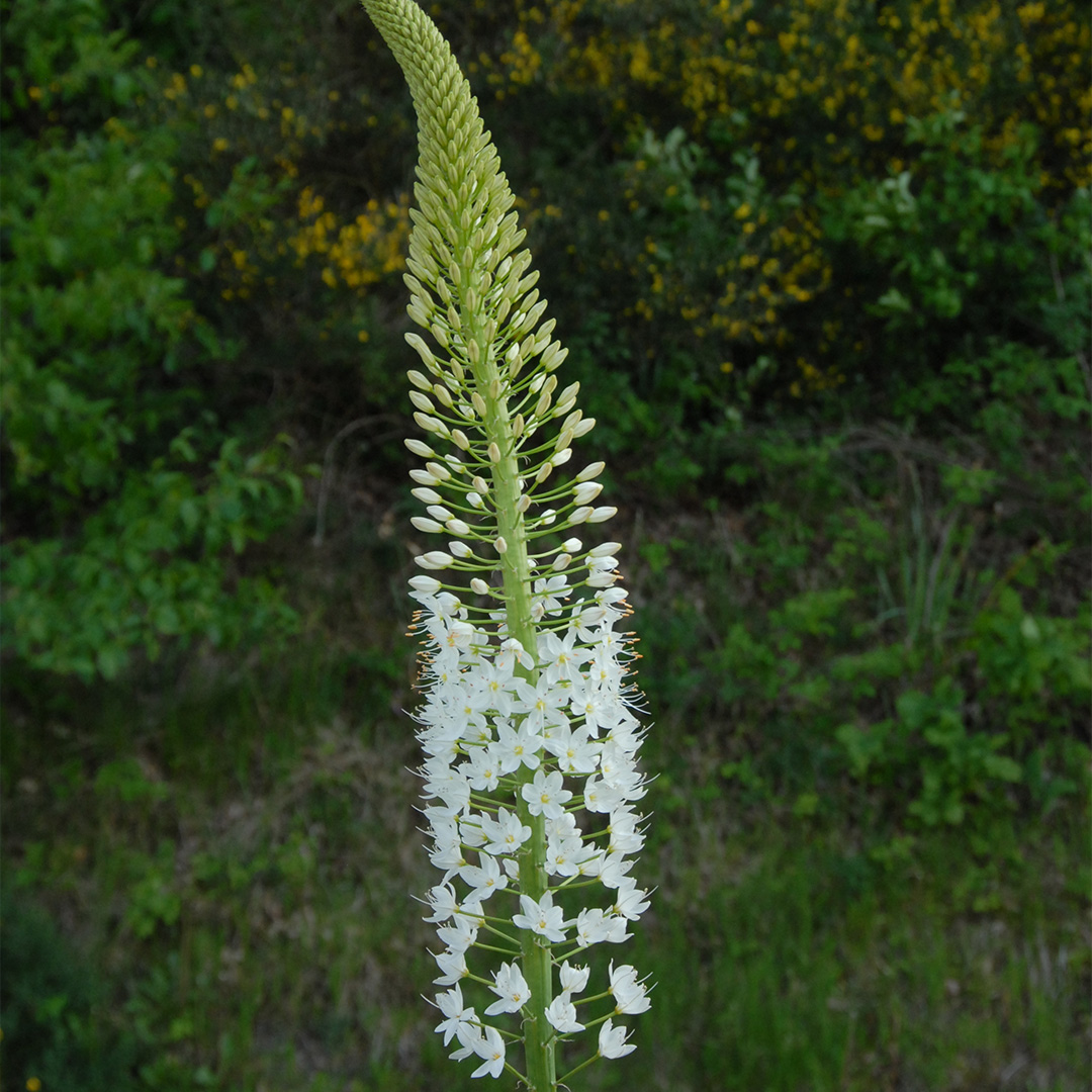 Eremurus Himalaicus