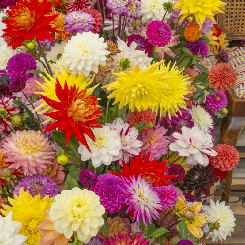 Surprise-Dahlia-mix