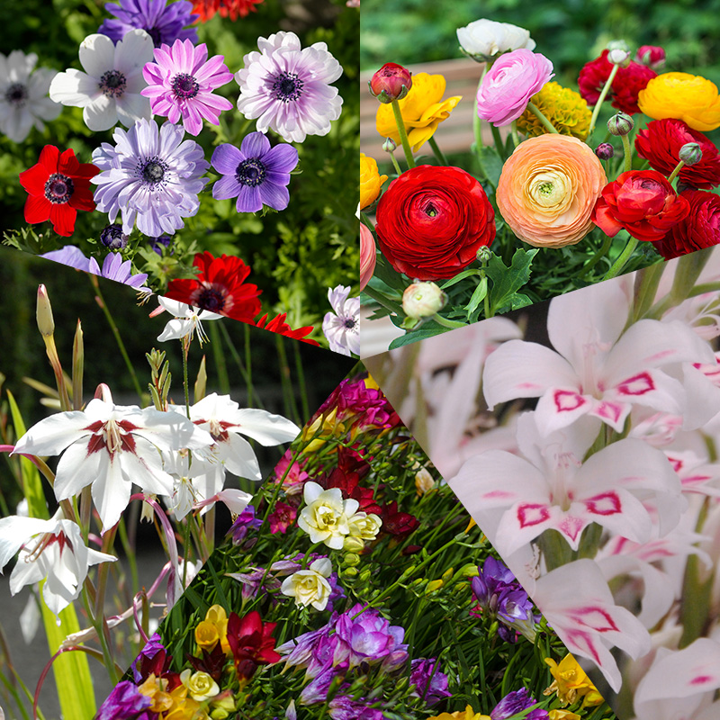 4405010-Bloembollenpakket-Vrolijke-Zomer Bulb Collection Happy Summer