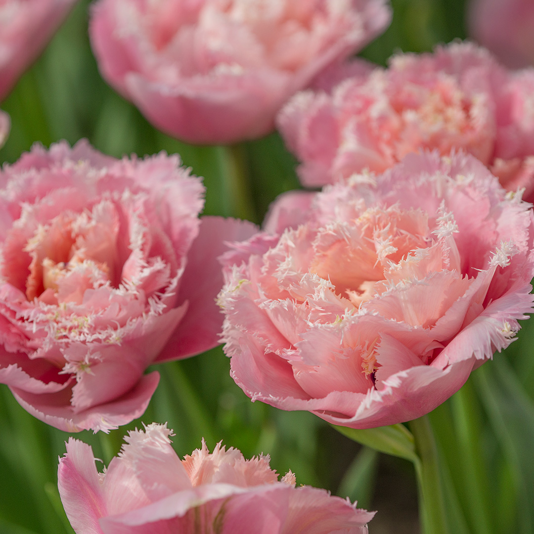 Tulip Pink Magic