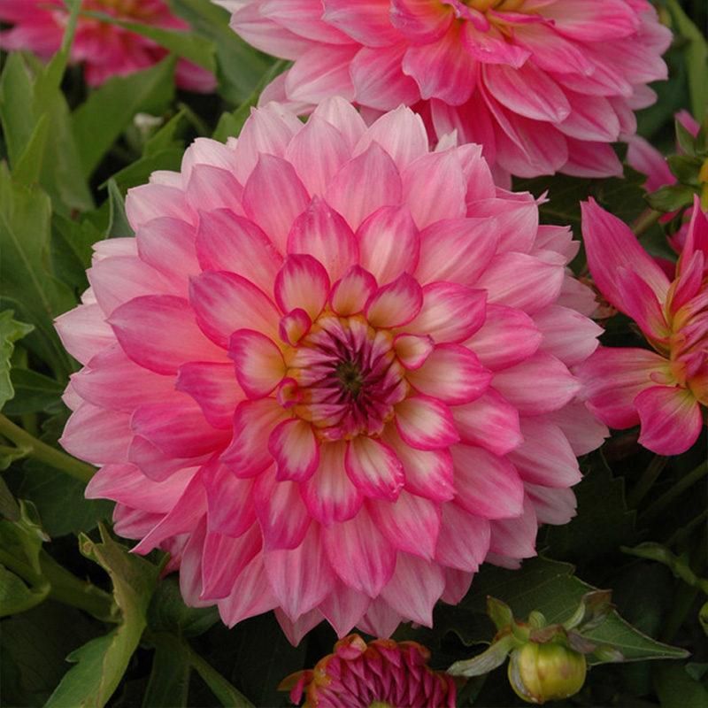 10960-Dahlia-Gallery-Bellini-R