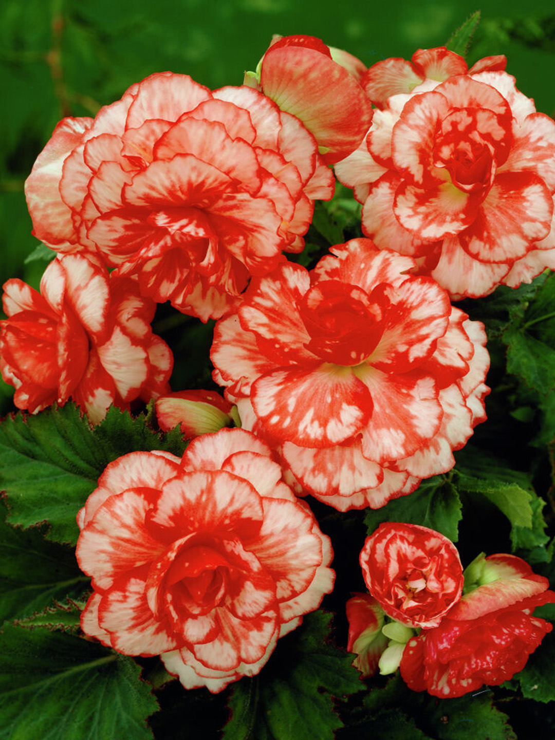 Begonia Marmorata Begonia Marmorata