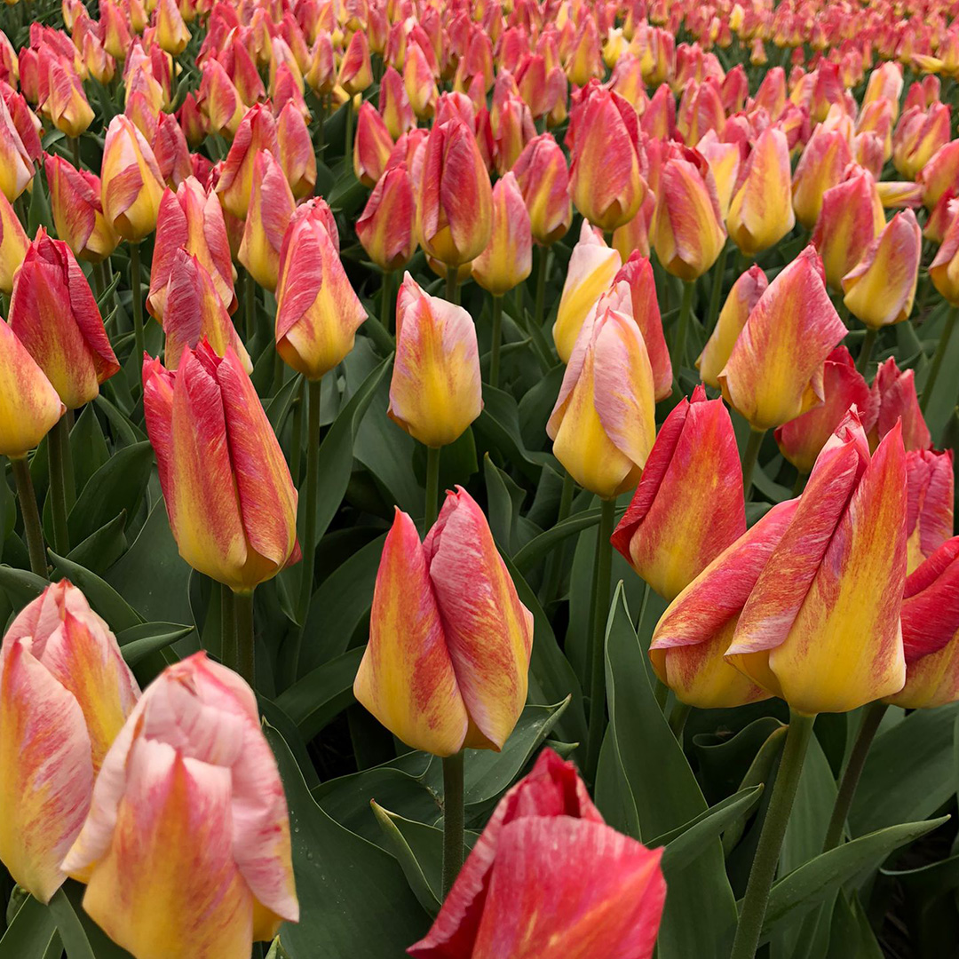 Tulip Flaming Fantasy