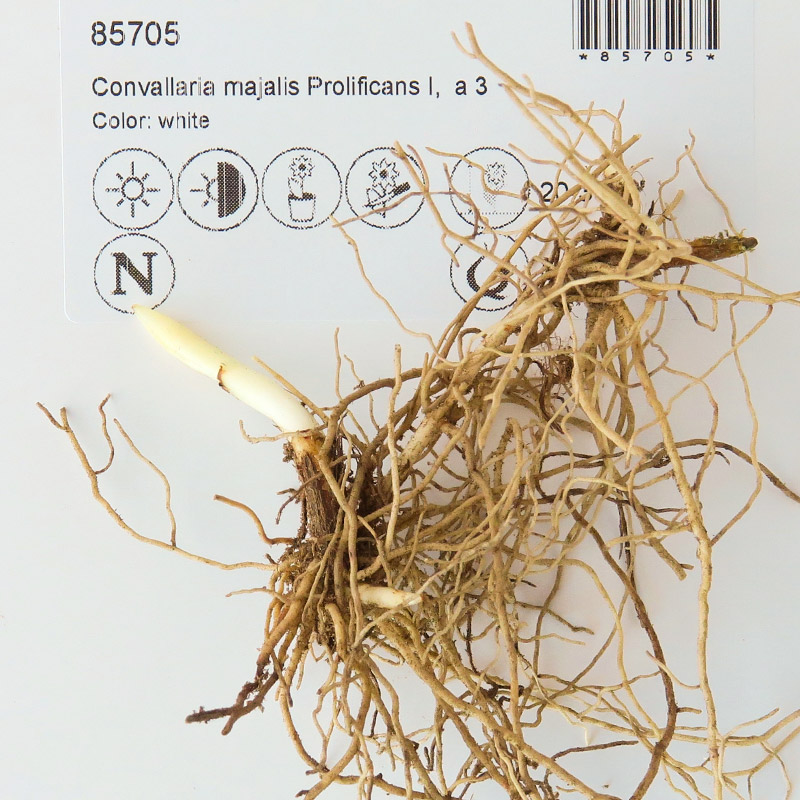 85705-Convallaria-majalis-Prolificans-rhizomaXYNXd248DfAKh