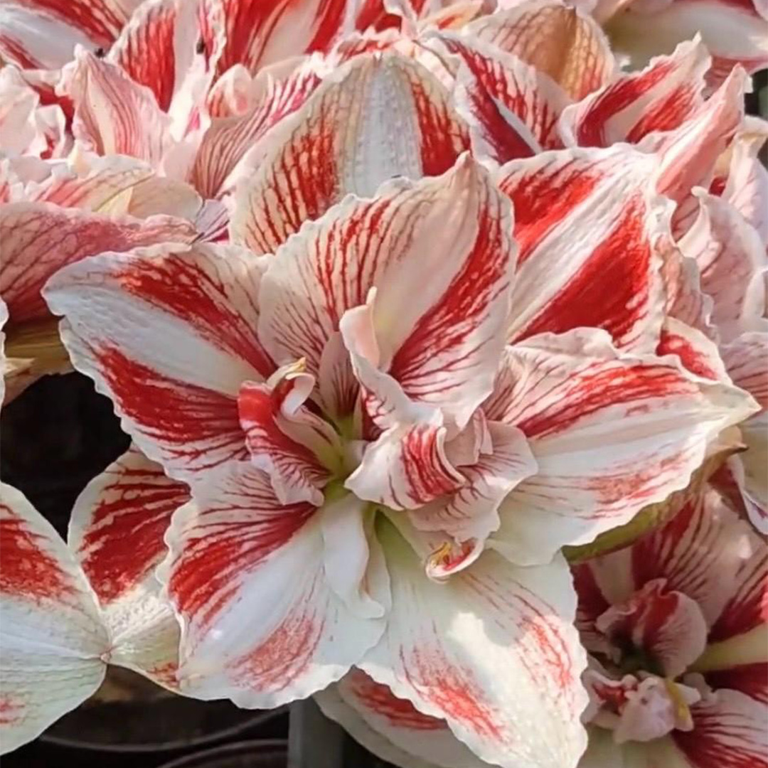 Amaryllis Bright Nymph®