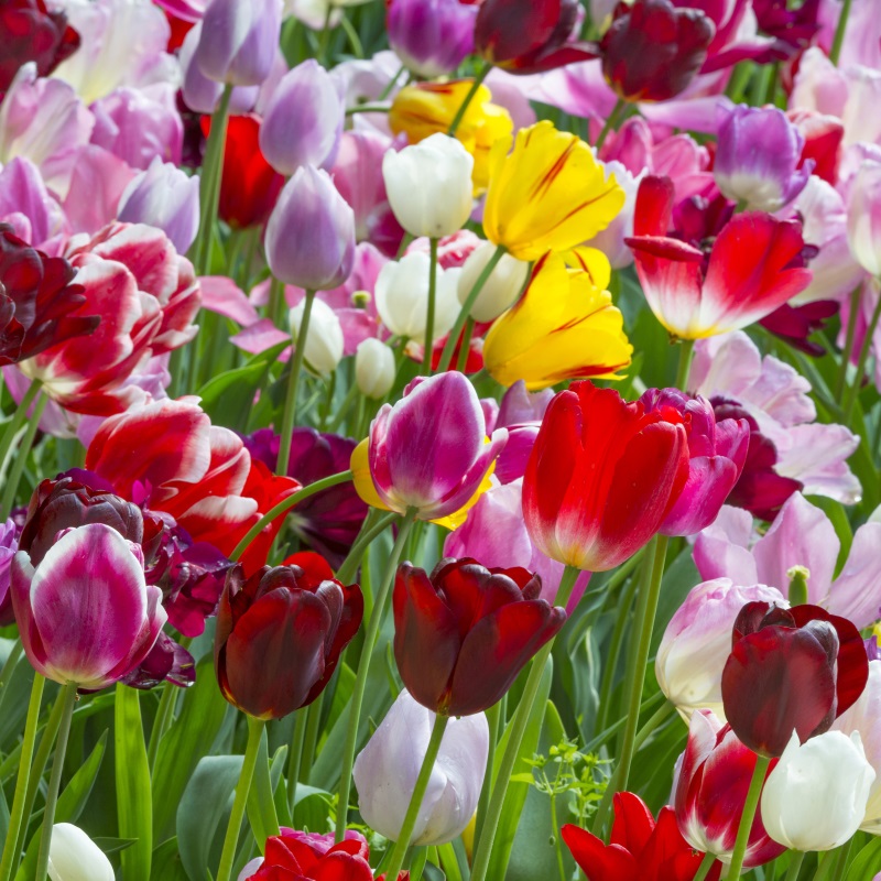 2357 Tulip Triumph Mix