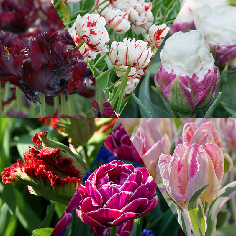 Exclusive Tulip Bulb Collection Exclusive Tulip Bulb Collection