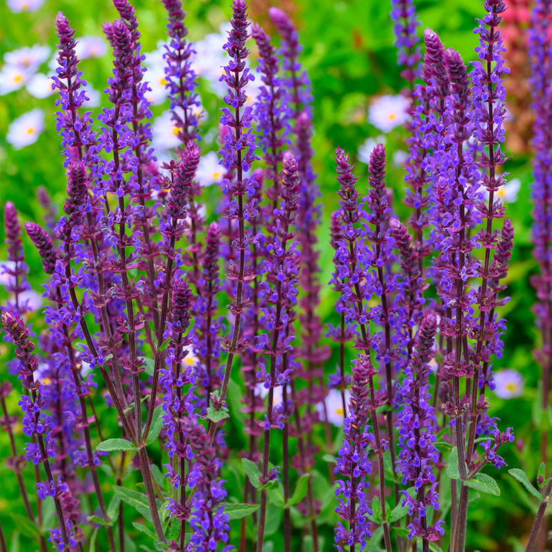 Balkan clary (Salvia nem.) 'Caradonna'