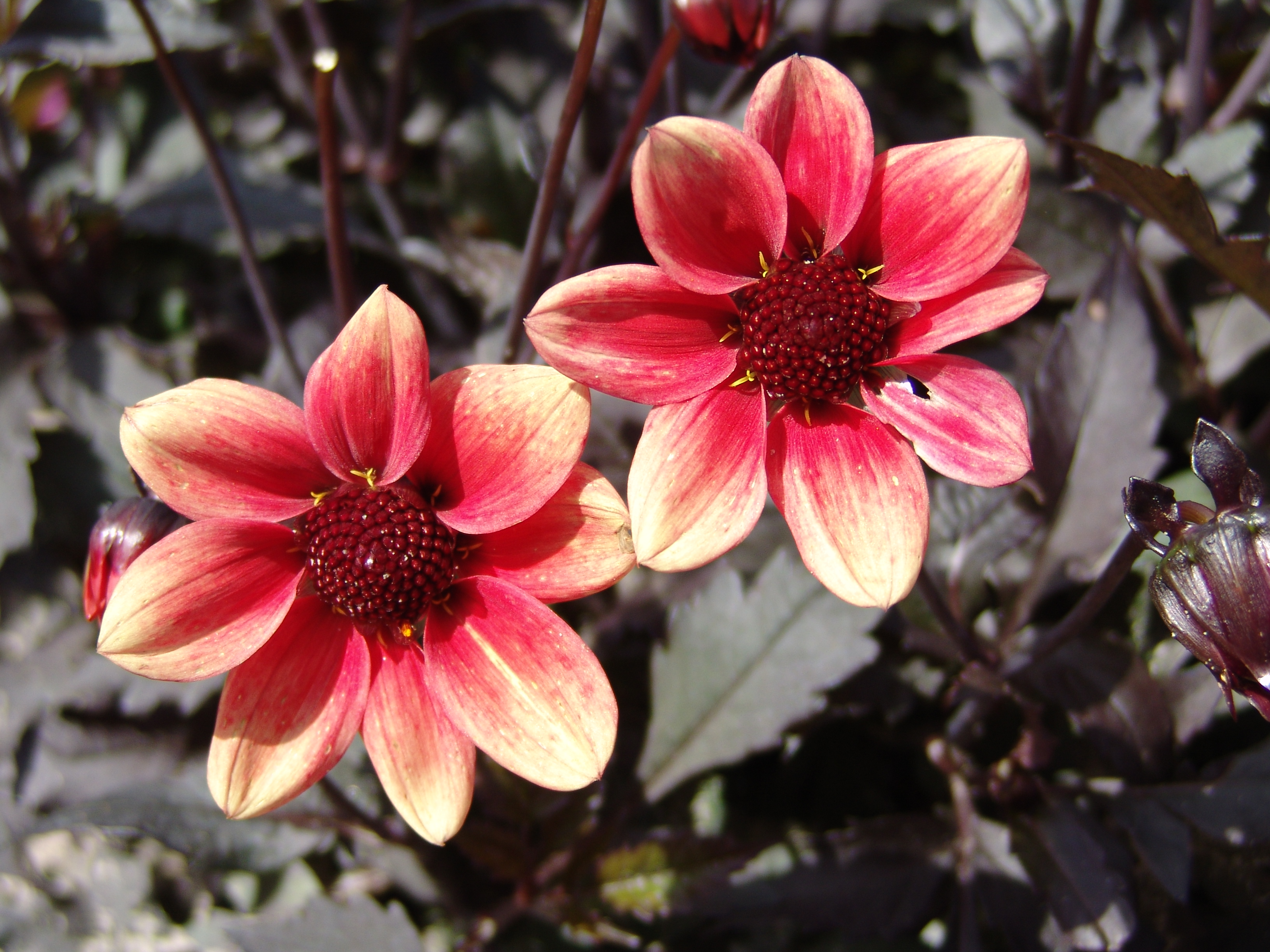 Van Zyverden Full Sun Dahlia Border Mix, Multi-Color