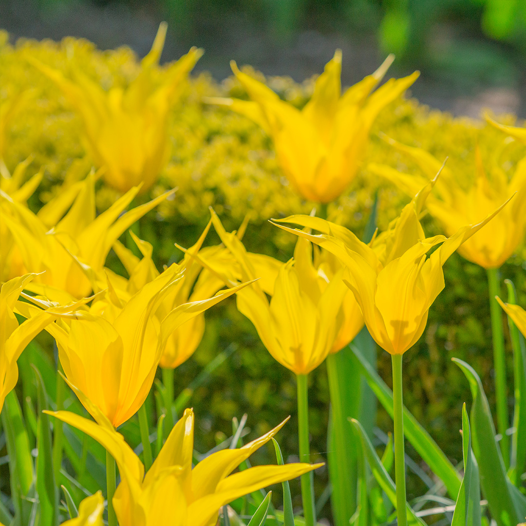 Tulip Flashback