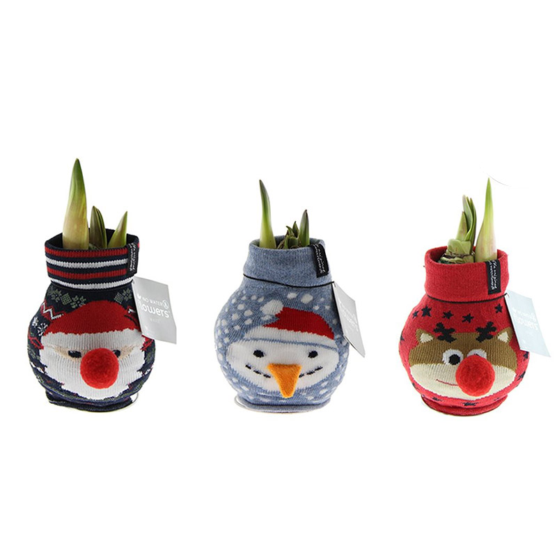 9009773-Wax-Amaryllis-Fashionz-Xmas-mix