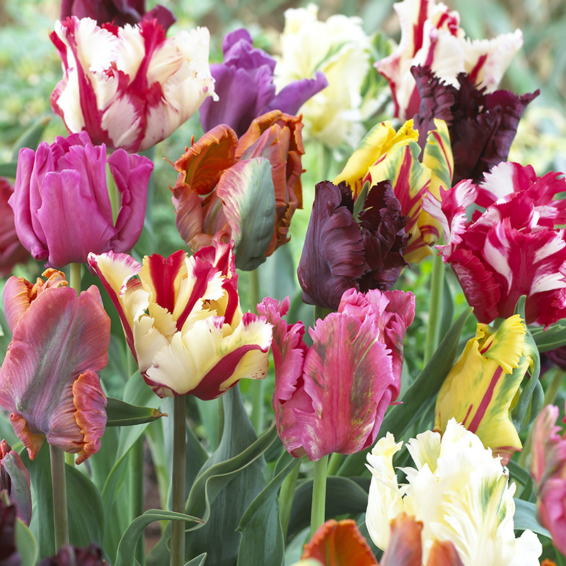b2d9f56b-e332-4226-81f5-961ba64a7fc7 Parrot Tulip Bulb Collection