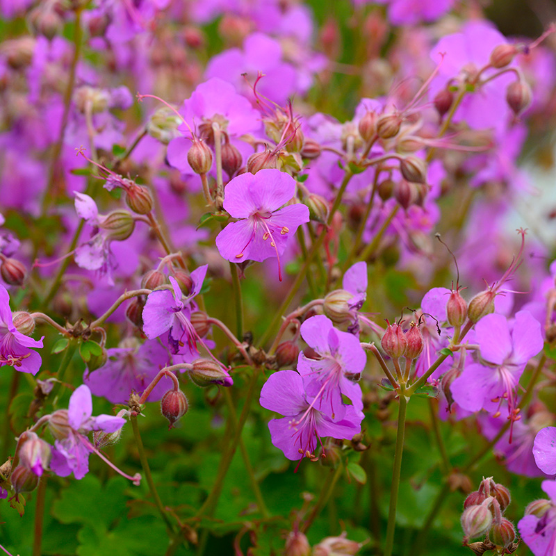 61001620-Geranium-cant-Cambridgeock2kkUpHRKBf