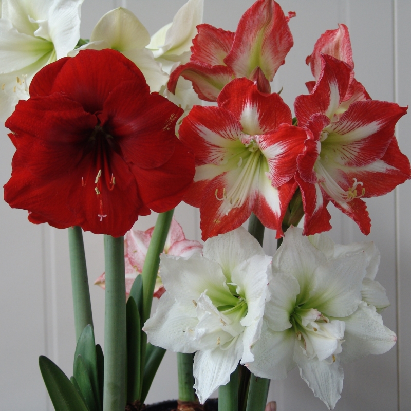Amaryllis Surprise mix