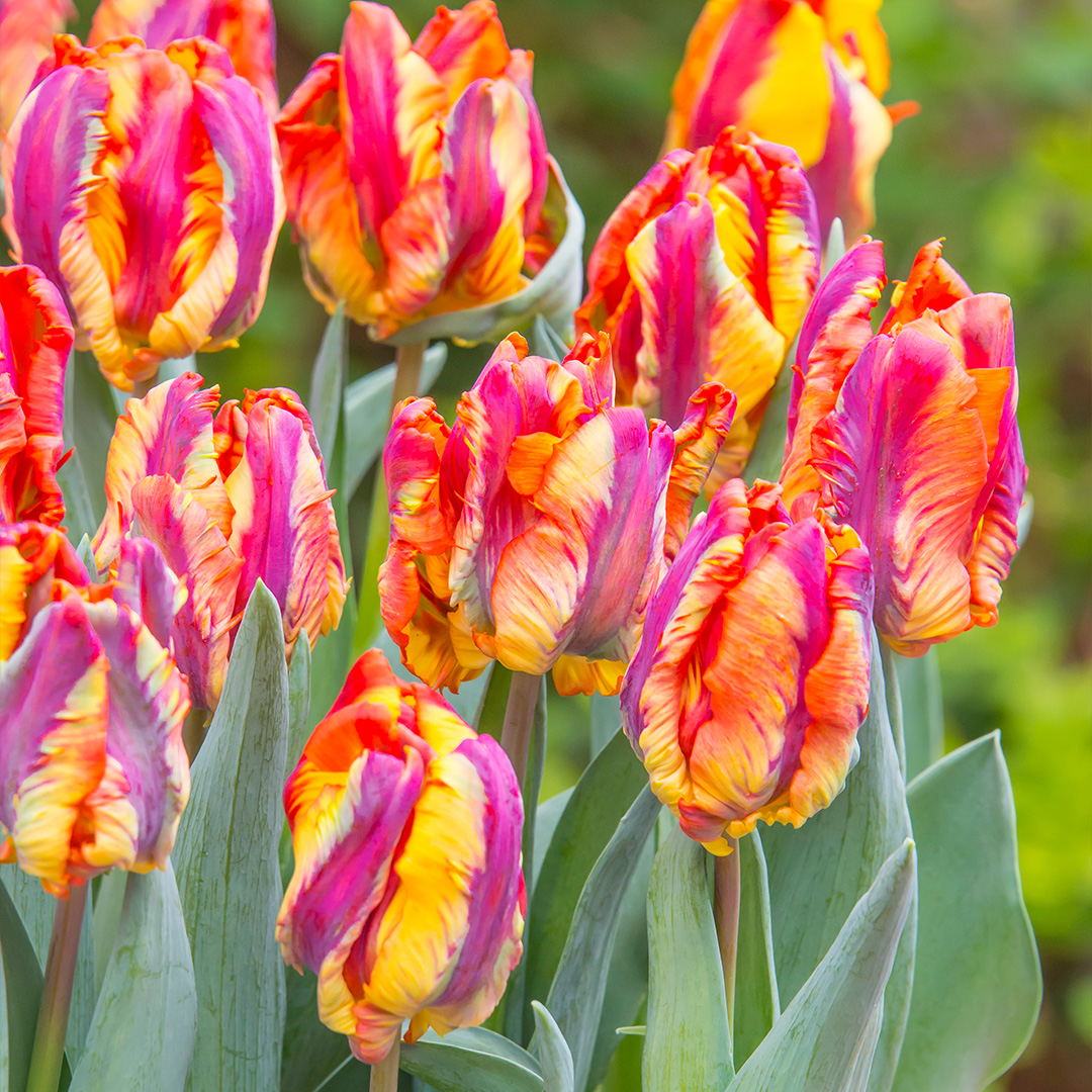 Tulip Rasta Parrot®