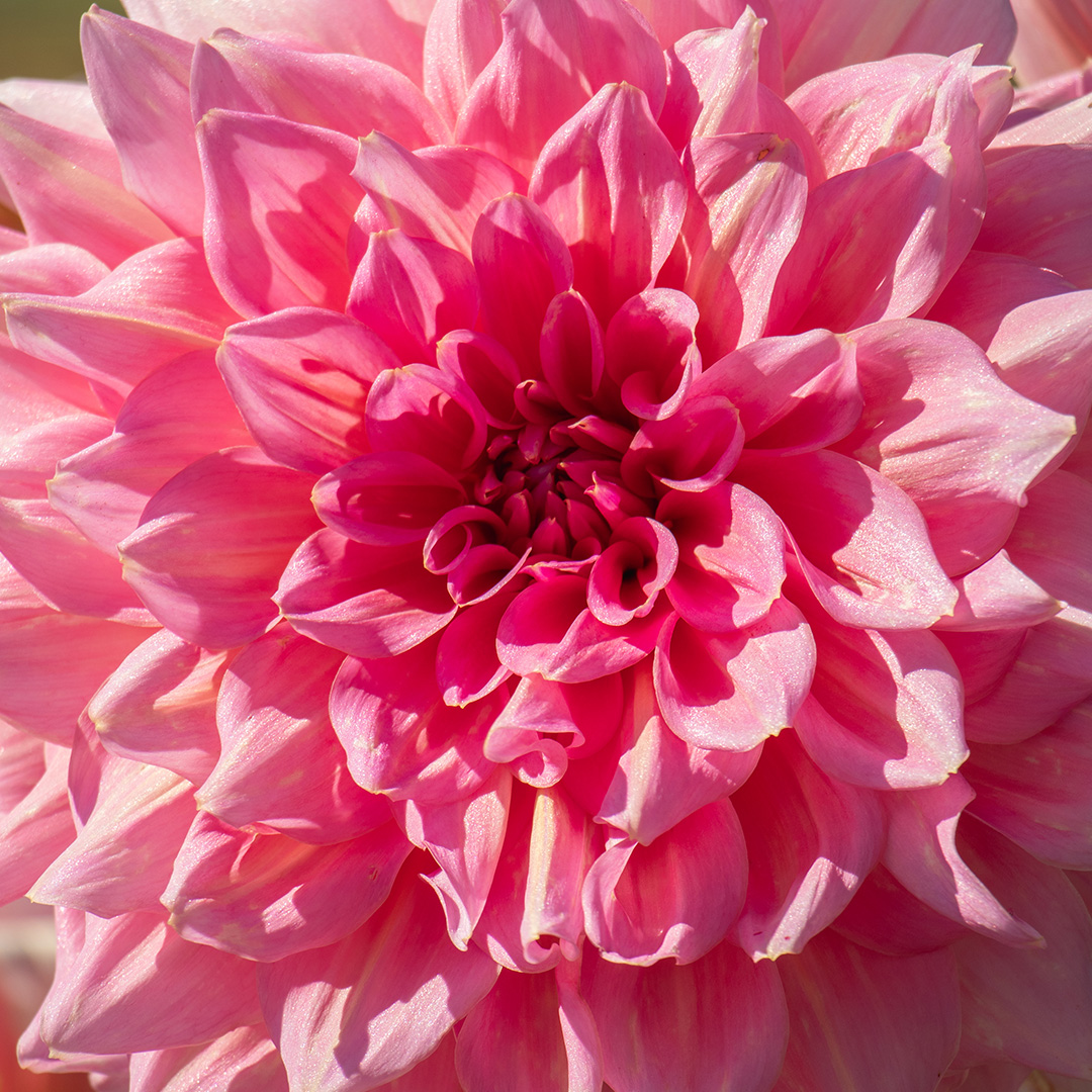 Dahlia-Otto-s-Thrill-04