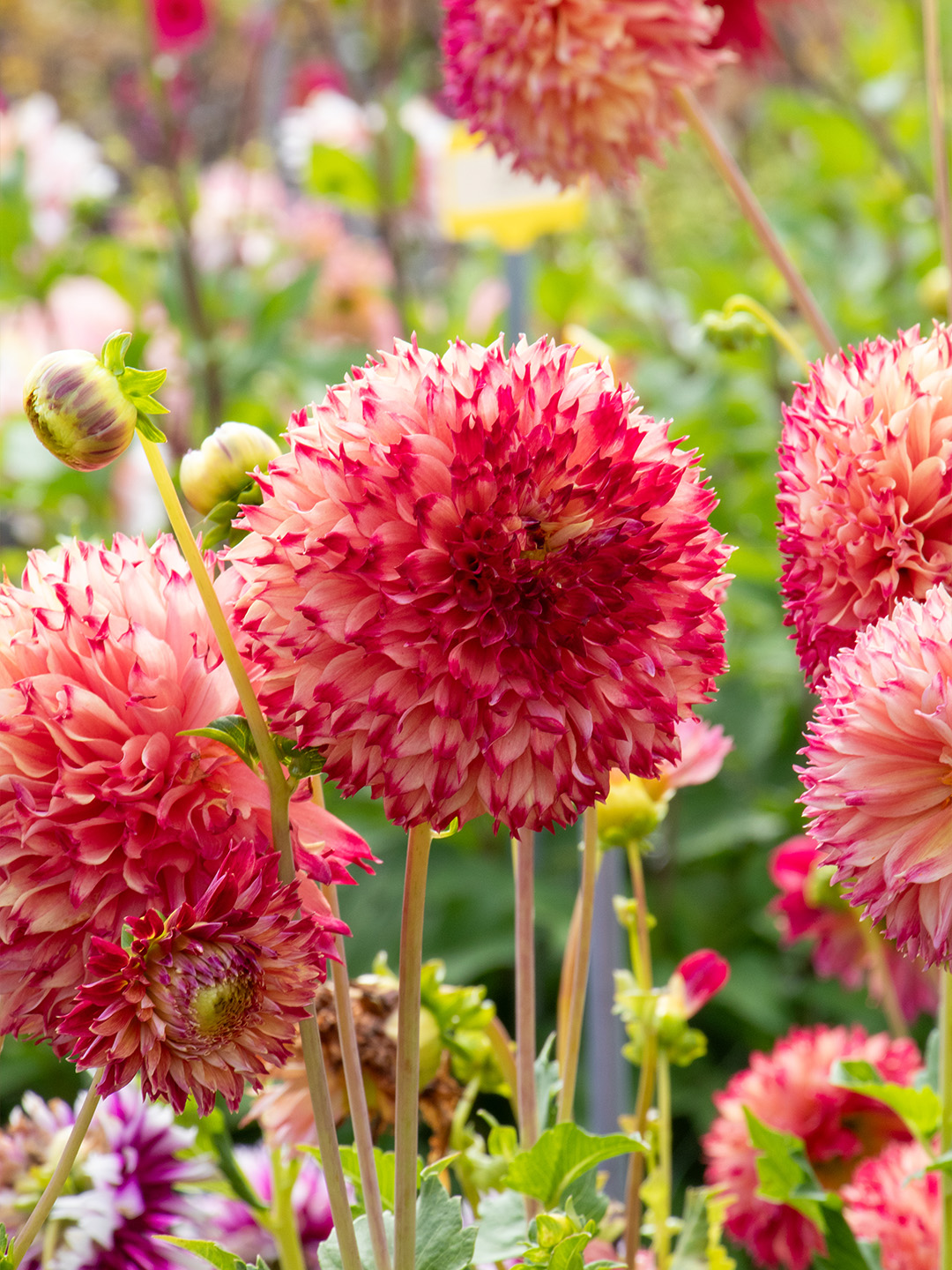 Dahlia-Aiyana Dahlia Aiyana