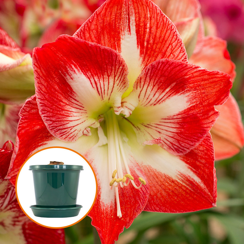 Amaryllis Minerva in pot and in gift box