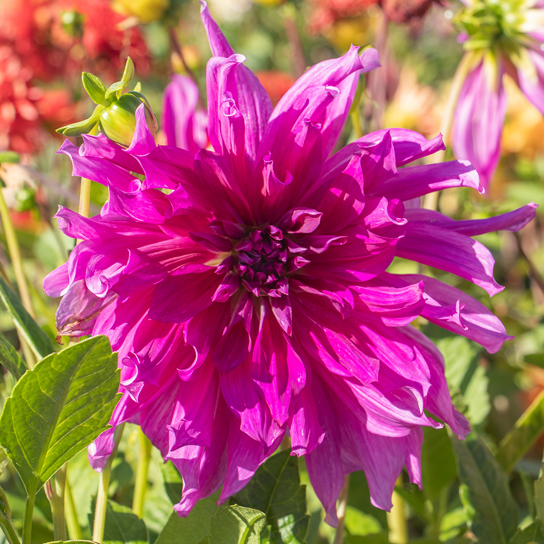 Dahlia  Purple Taiheijo