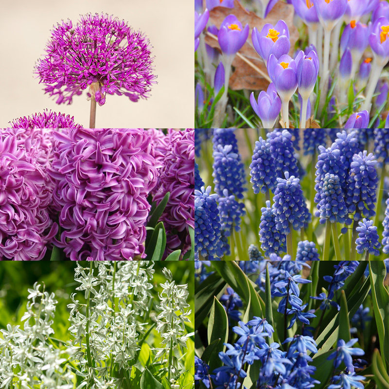 1240-Bloembollenpakket-Beetastickp0BSNWPtG7kk Bulb collection "Beetastic"