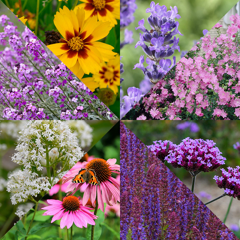 Border Collection Butterfly Friendly Plants