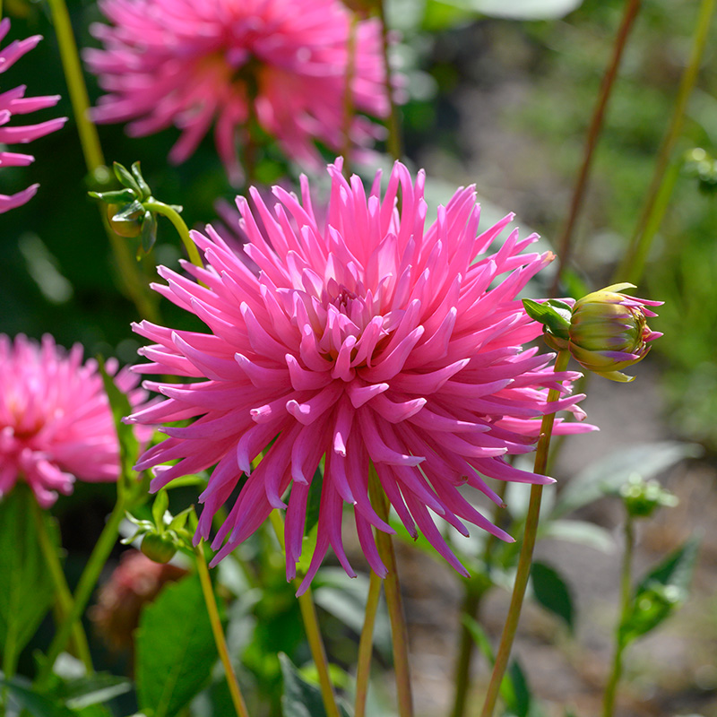 10250-Dahlia-Park-Princess-04
