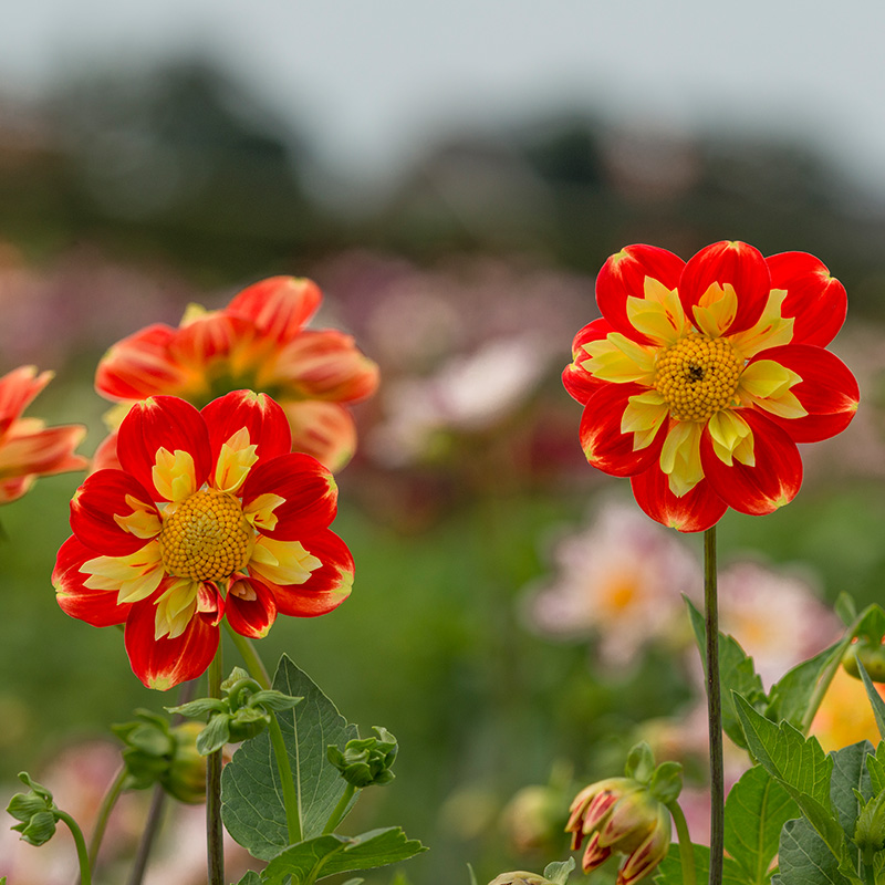 10288-Dahlia-Pooh-Swan-Island-02